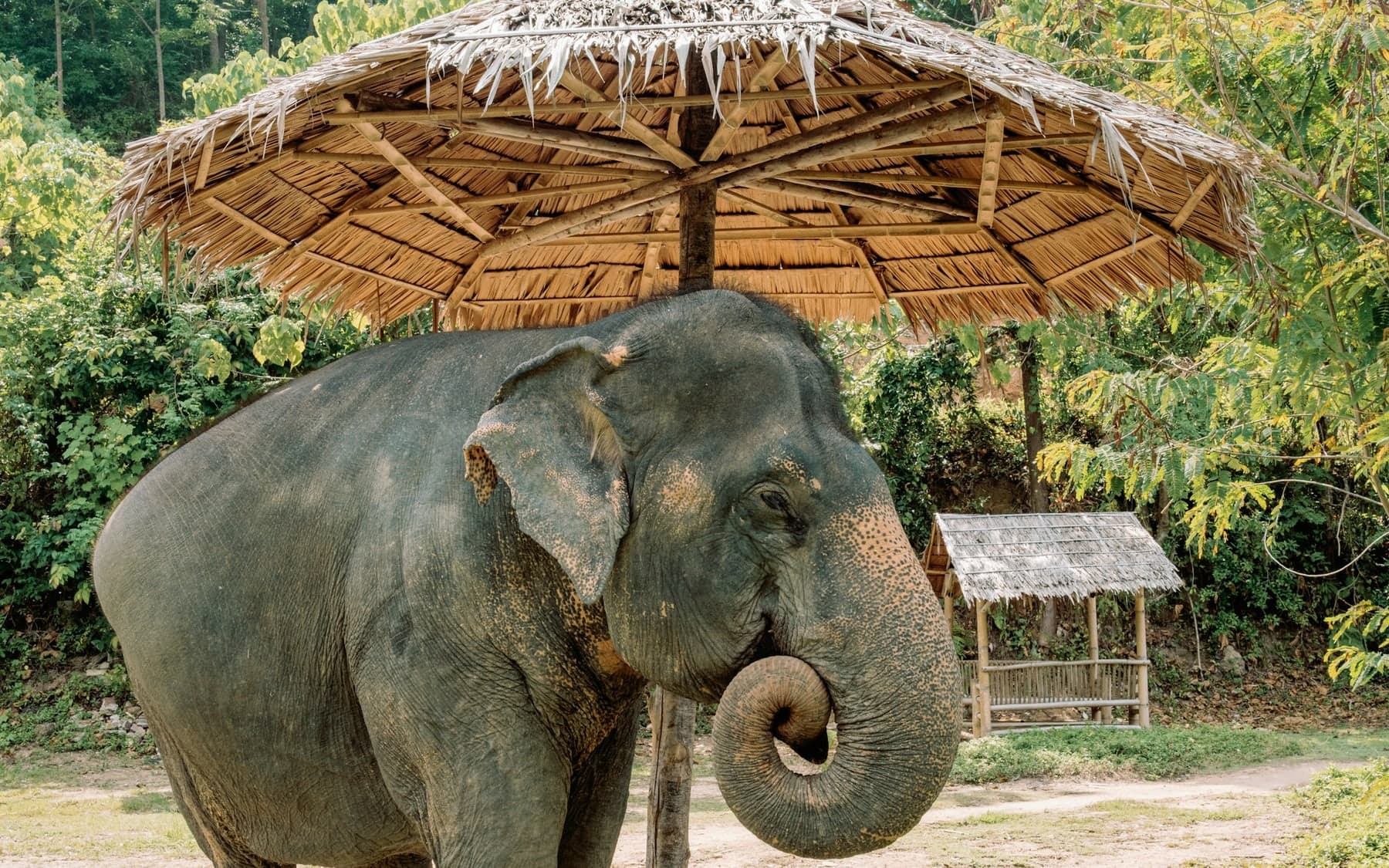 Private guided nature experience in Thailand with elephants at a distance